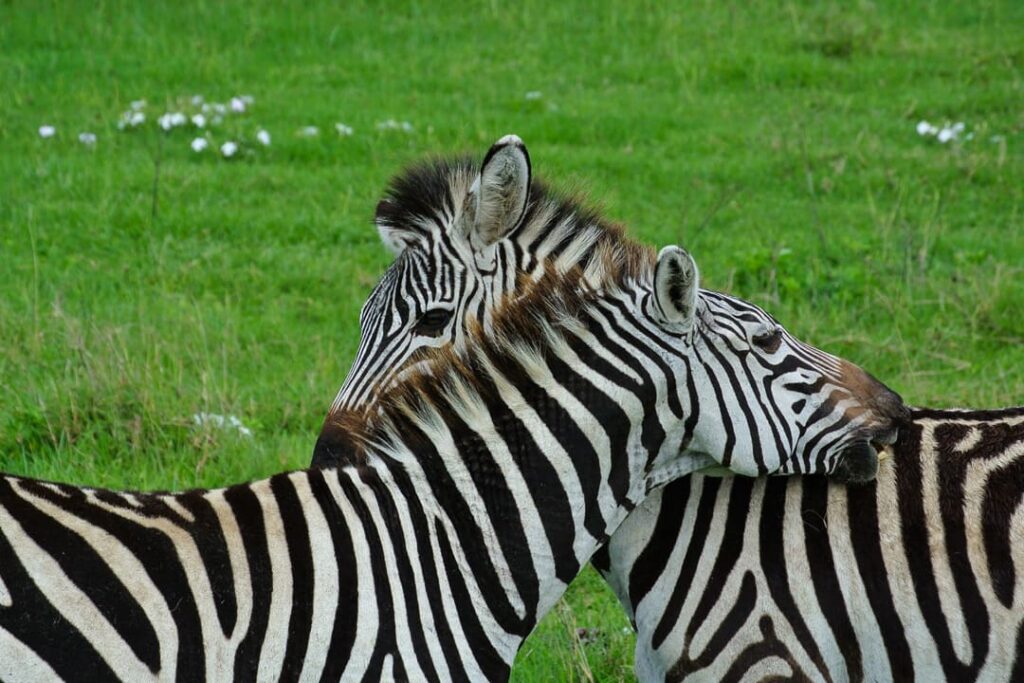 Liebende Zebras im Ngorongoro-Krater 