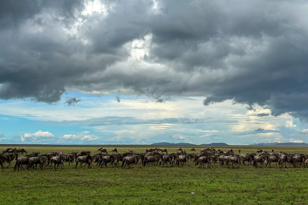 Auf dem Weg in die Serengeti - Vorbei an Gnu-Herden