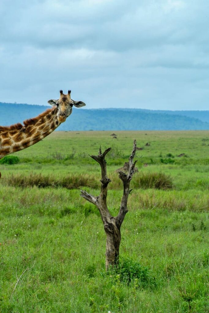 Giraffe im Serengeti-Nationalpark