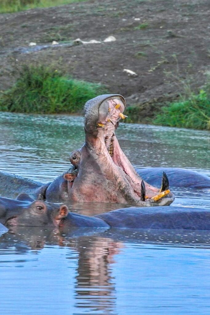 Flusspferd in der Serengeti