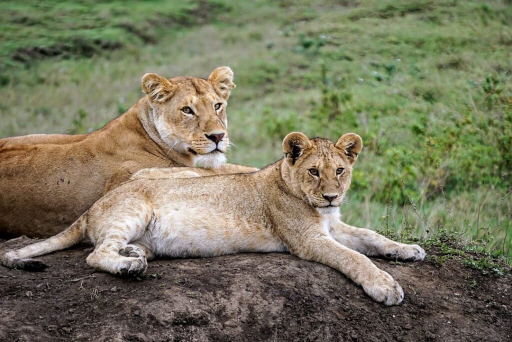 Löwenmutter und ihr Junges in der Serengeti