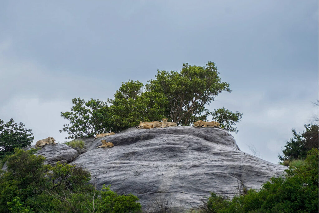 Löwenfelsen mit Löwen im Serengeti-Nationalpark