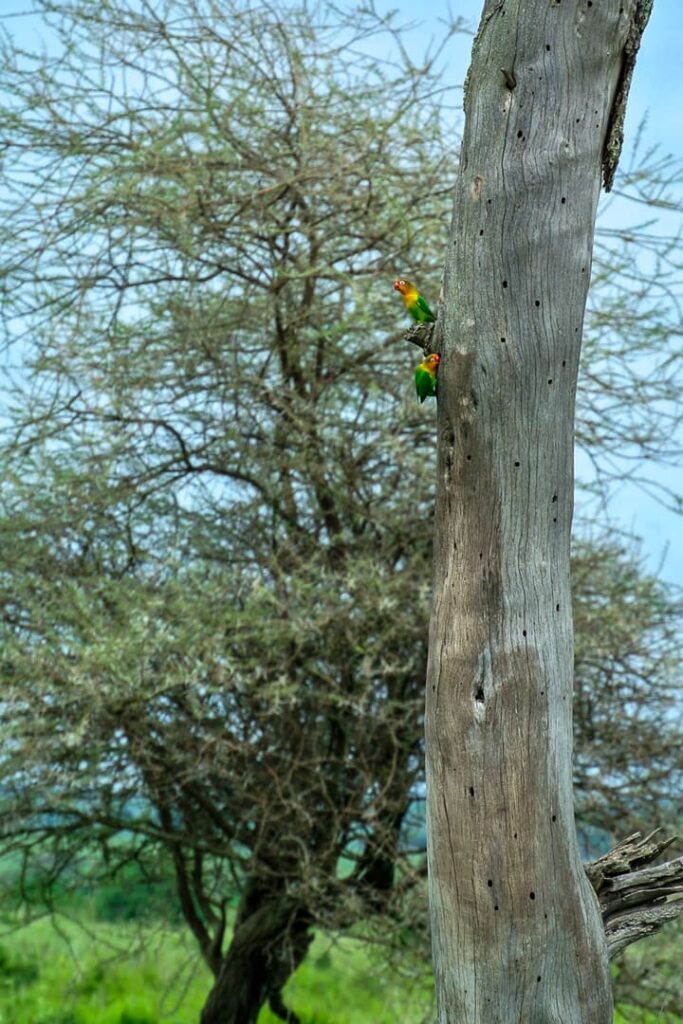 Lovebirds im Serengeti-Nationalpark