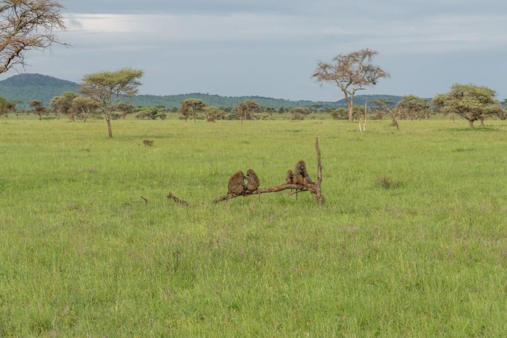 Affenfamilie im Serengeti-Nationalpark