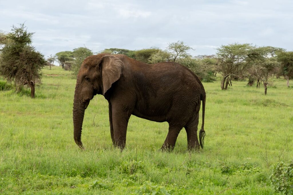 Einsamer Elefant im Serengeti-Nationalpark