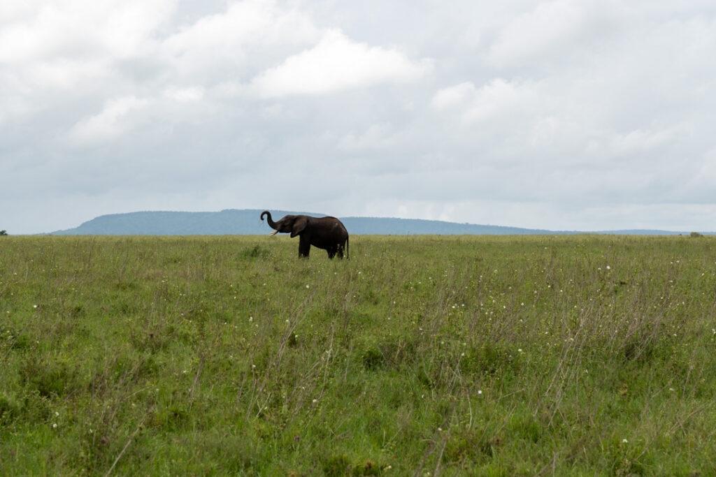 Elefant auf weiter Flur in der Serengeti