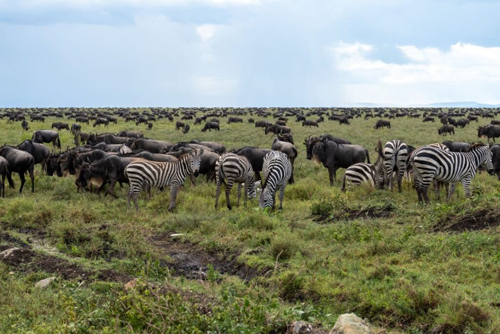 Zebras und Gnus im Serengeti-Nationalpark