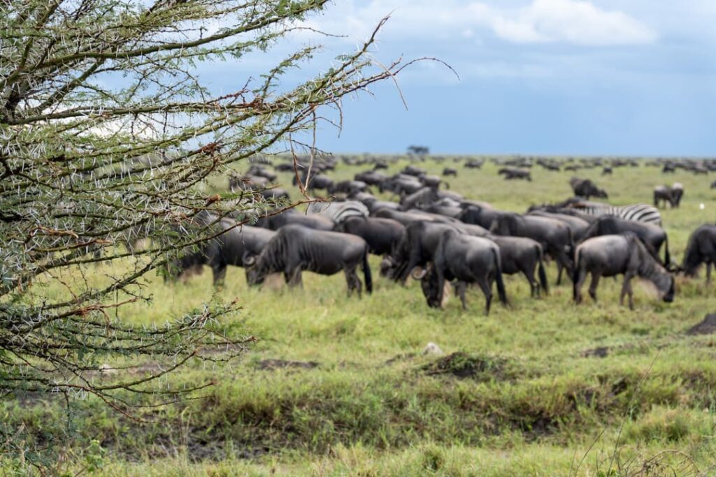 Teil der Großen Migration im Serengeti-Nationalpark