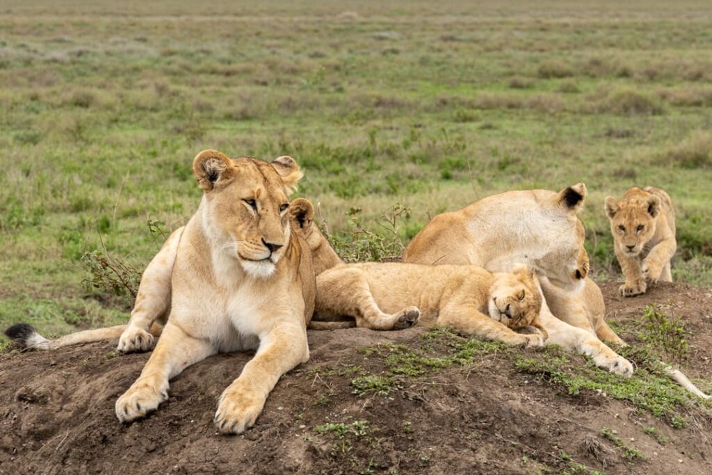 Löwenfamilie mit ihren Jungen im Serengeti-Nationalpark