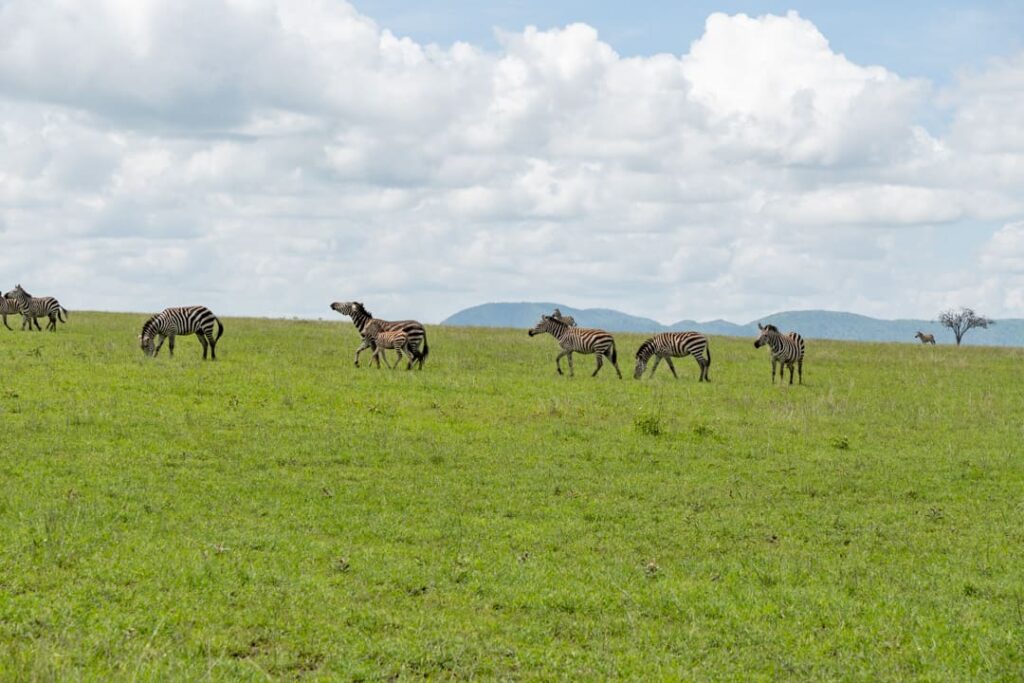 Savannenlandschaft mit streifenden Zebras im Serengeti-Nationalpark