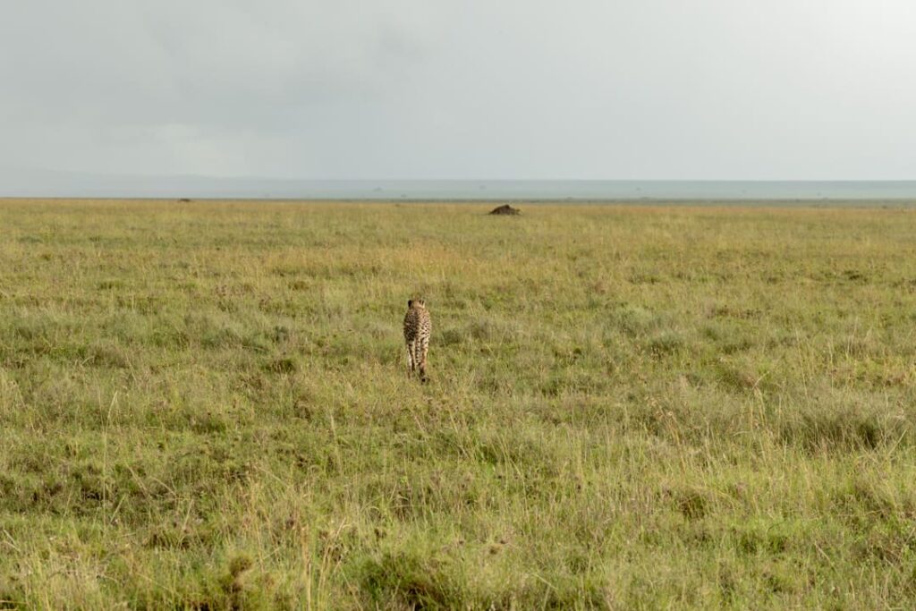 Gepard in der Serengeti von hinten