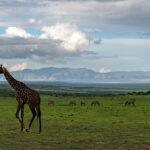 Serengeti-Nationalpark Kulisse mit Giraffe und Berge im Hintergrund