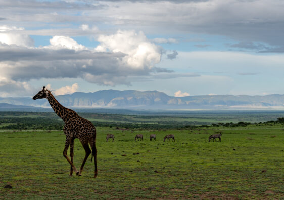 Serengeti-Nationalpark Kulisse mit Giraffe und Berge im Hintergrund