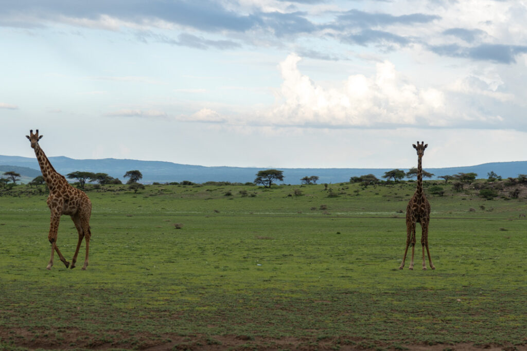 Posierende Giraffen in der Serengeti