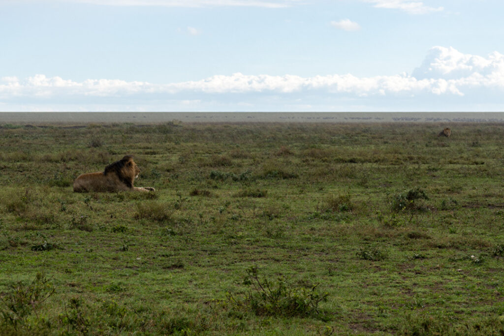 Zwei junge Löwen im Serengeti-Nationalpark