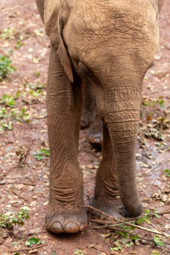 Elefant im Elefantenwaisenhaus in Nairobi