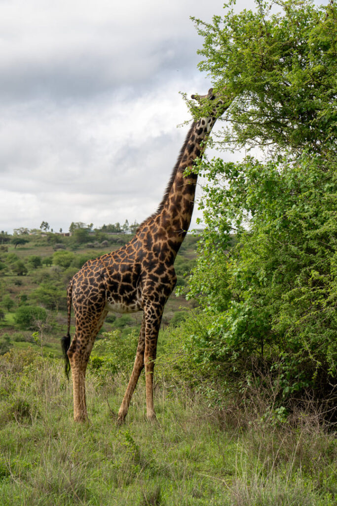 Giraffe im Nairobi-Nationalpark