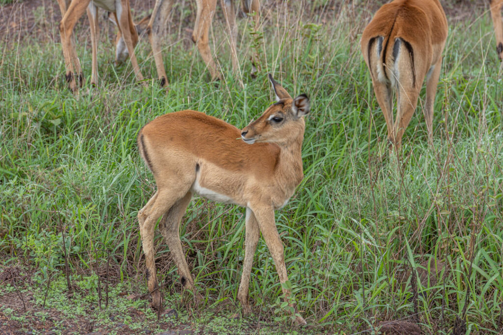 Impala im Nairobi-Nationalpark