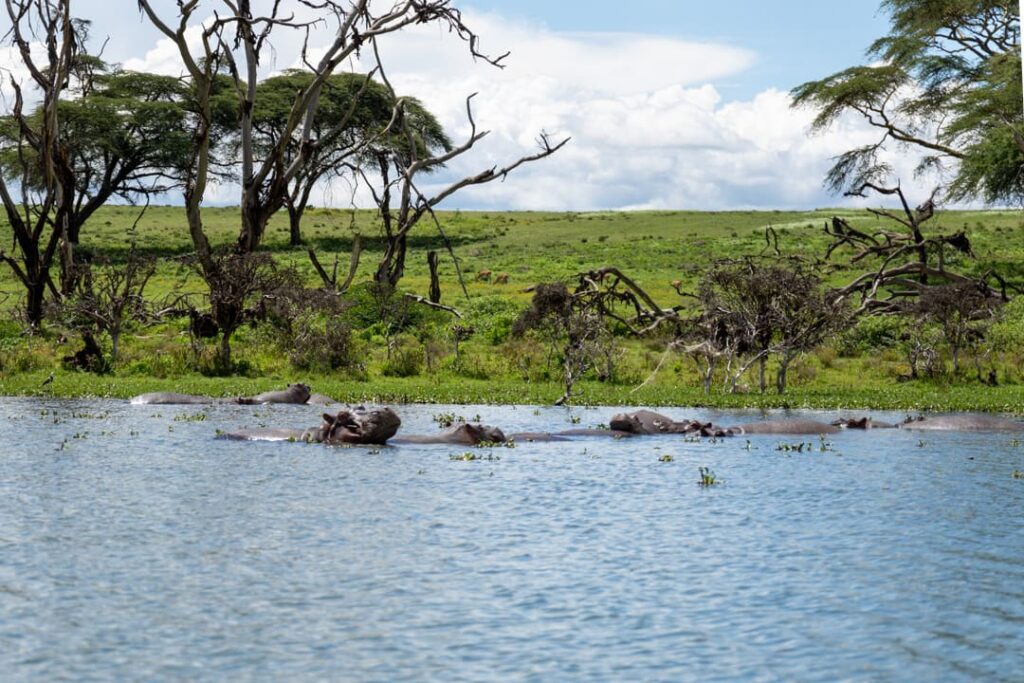 Flusspferde auf dem Lake Naivasha