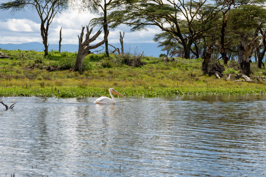 Tagesausflüge in Ostafrika - Lake Naivasha