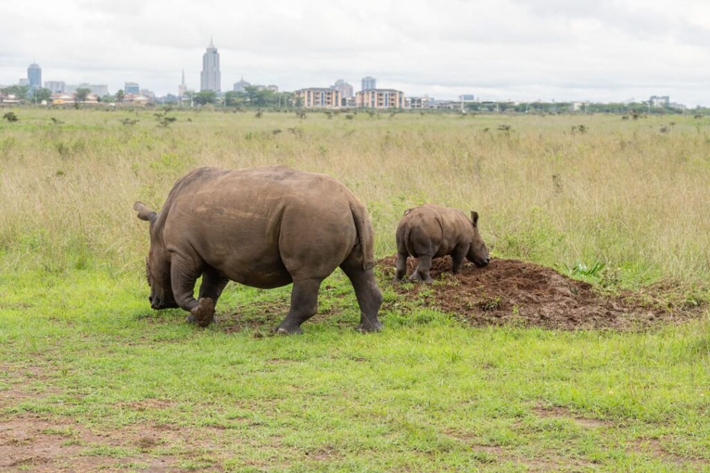 Nashörner im Nairobi-Nationalpark