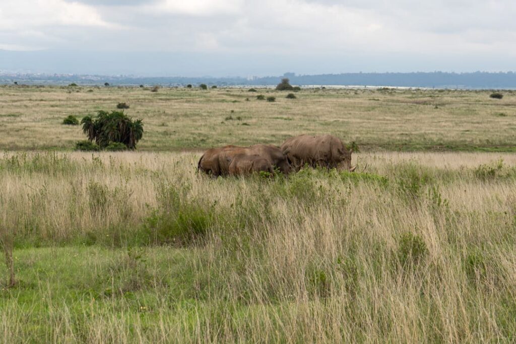 Nashörner im Nairobi-Nationalpark