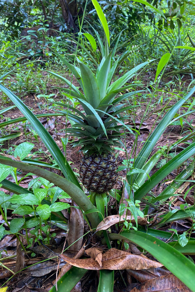 Gewürzfarm-Tour auf Sansibar - Ananas