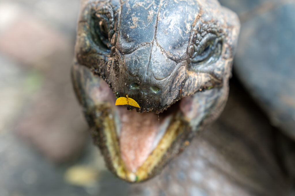 Aldabra-Riesenschildkröte mit offenem Mund auf Prison Island