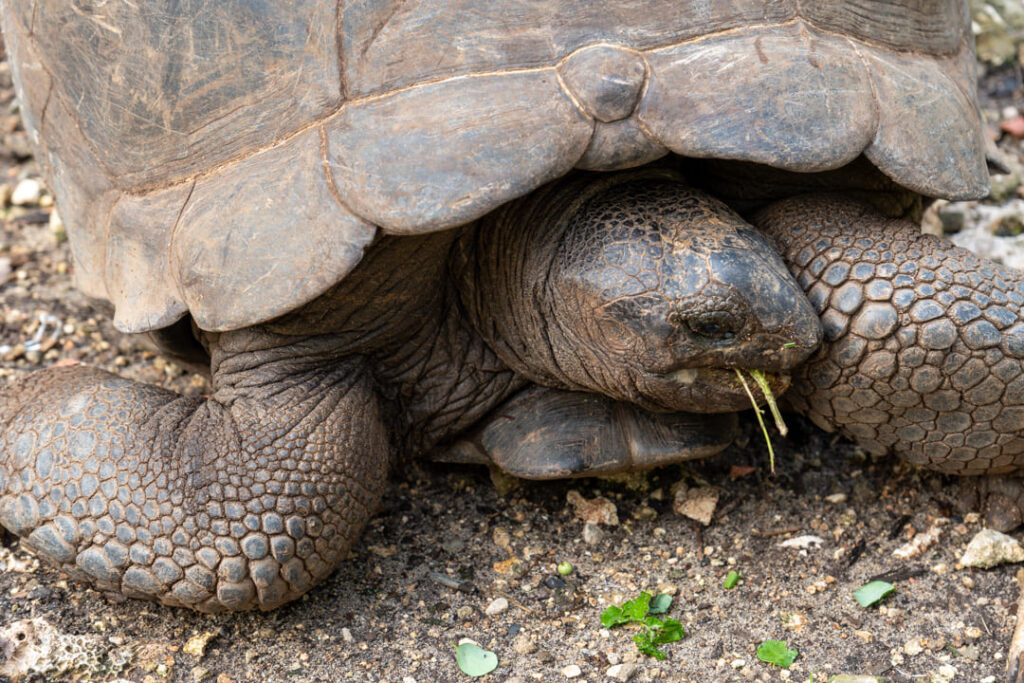 Aldabra-Riesenschildkröte auf Prison Island