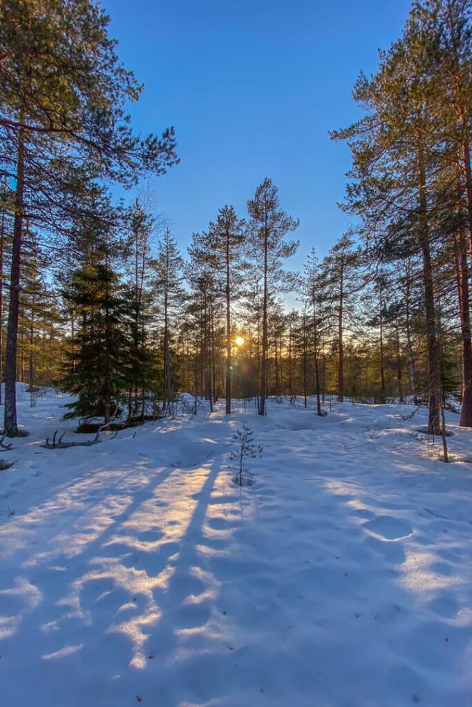 Winterurlaub in Finnland - Waldspaziergang