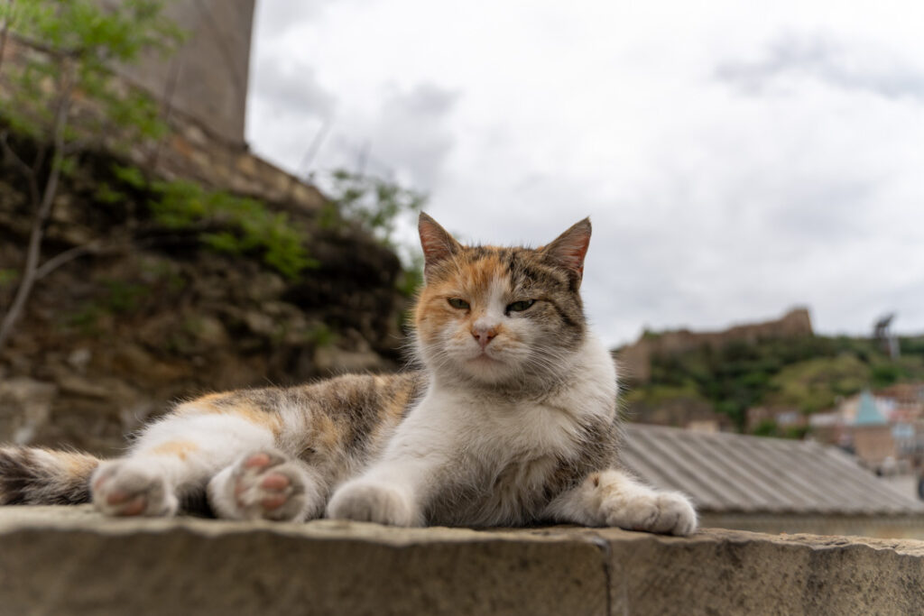 Katze in Tiflis