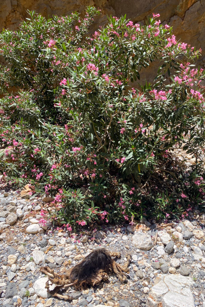 Tote Ziege mit Oleander