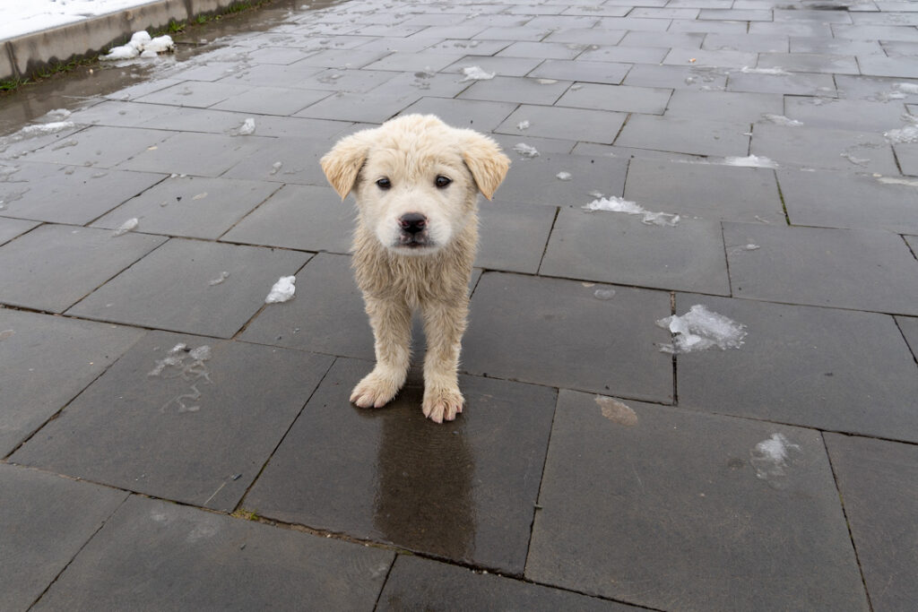 Kleiner Hund am Gudauri Denkmal