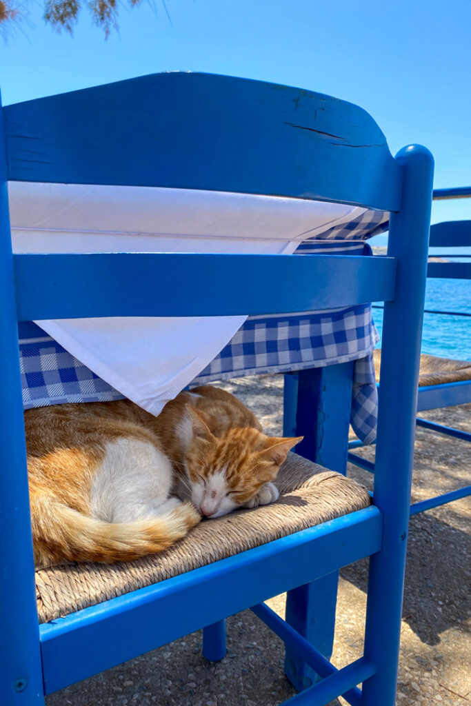 Katze in Rethymno