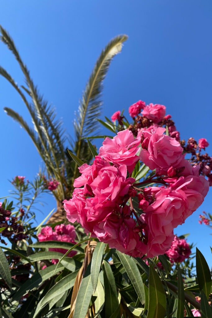 Pinker Oleander