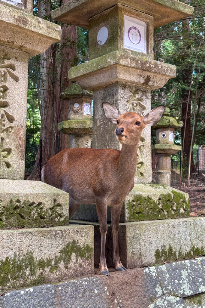 Sika-Hirsch in Nara