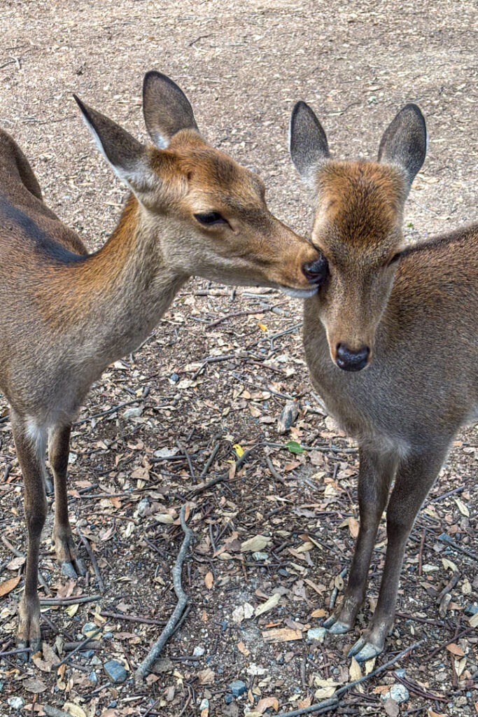 Zwei Sika-Hirsche in Nara, die sich liebkosen