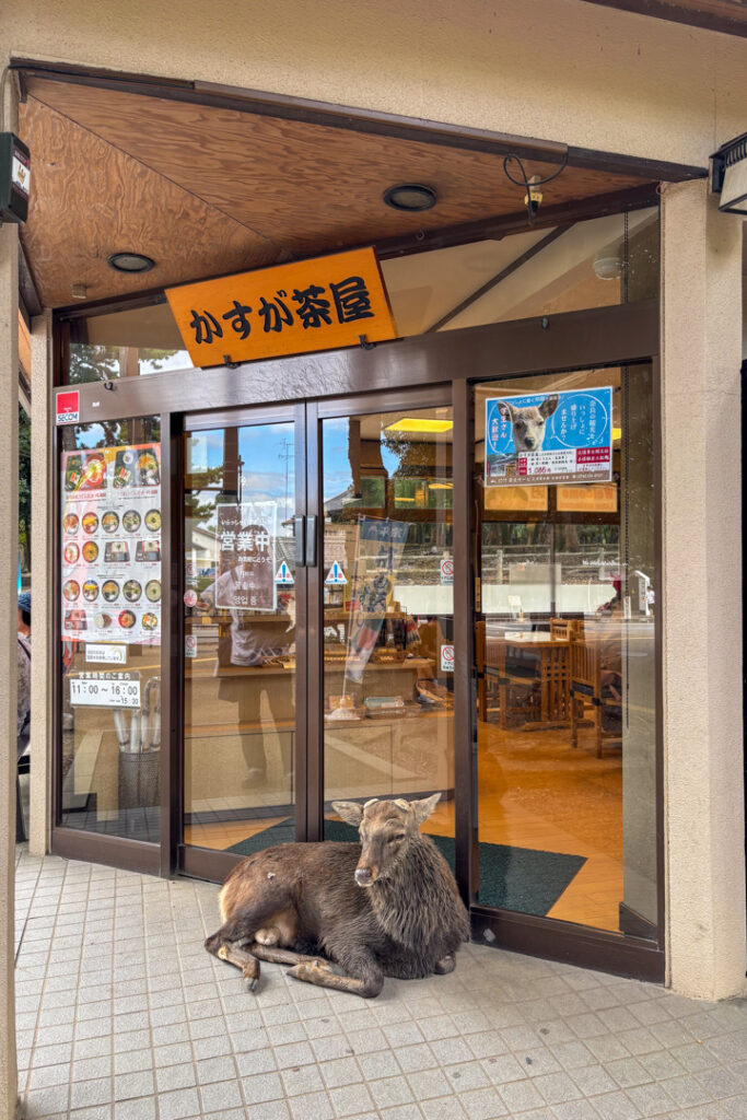 Ein Nara-Hirsch vor einem Shop liegend