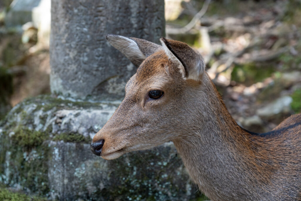 Sika-Hirsch