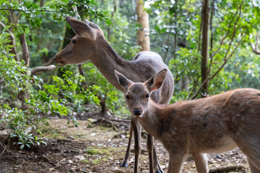 Zwei Sika-Hirsche, Mutter und Kind, im Nara-Park