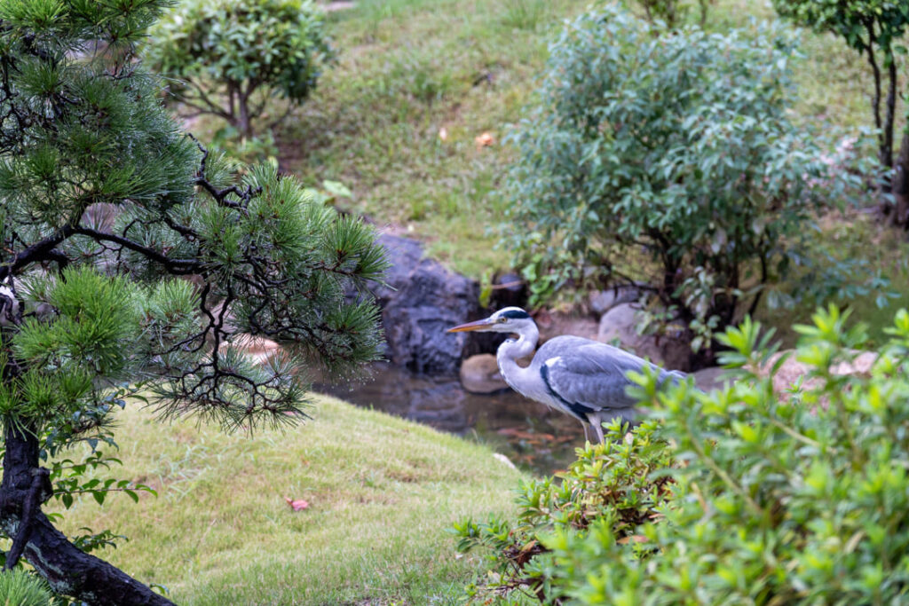 Vogel im Shukkeien Garden