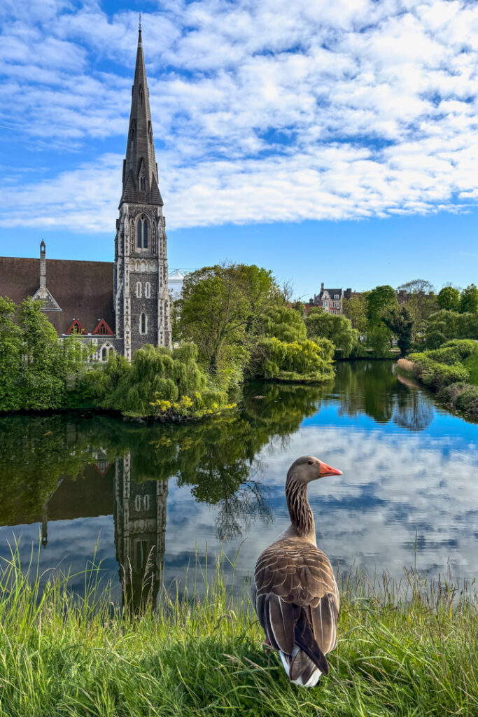 Eine Ente, die am Rand eines Flusses steht, mit einer Kirche im Hintergrund