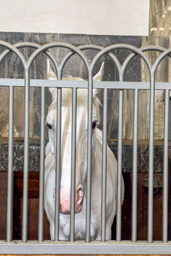 Weißes Pferd in einem Stall
