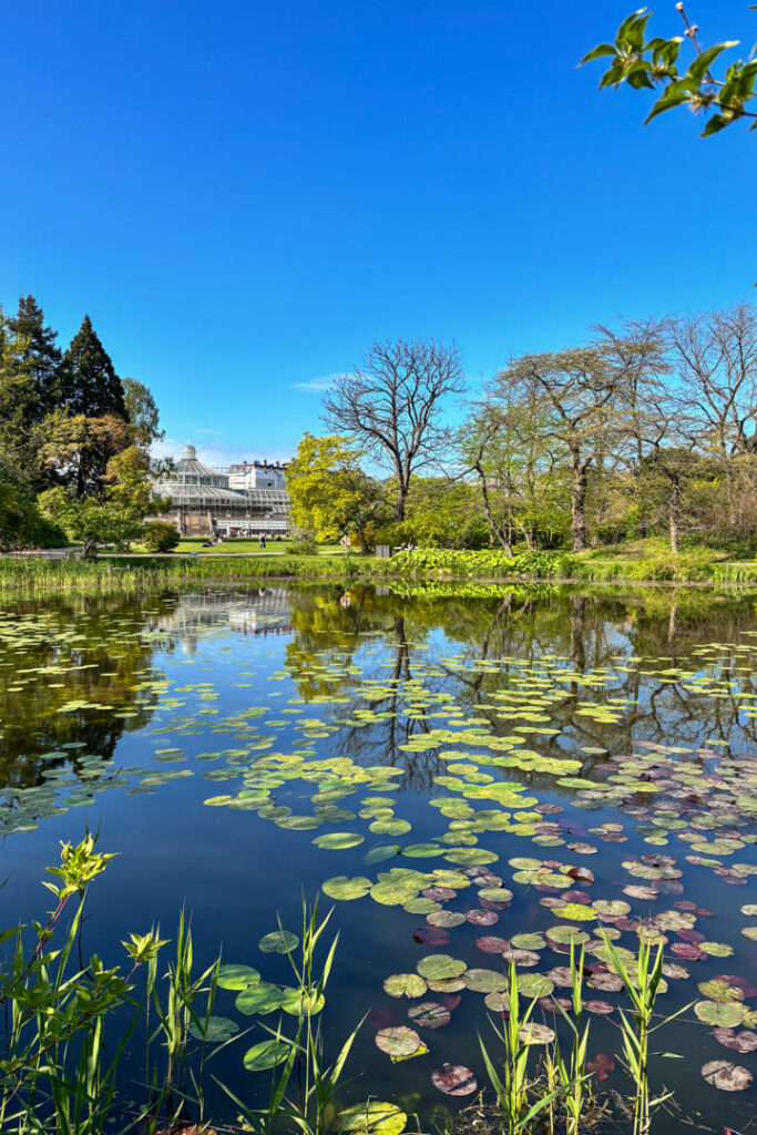 Ein Teich mit Seerosen in einem Garten