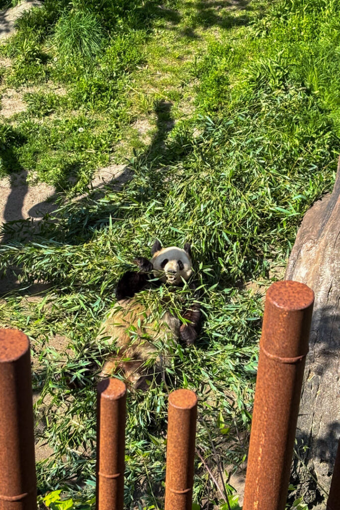 Ein Panda liegt im grünen Gras