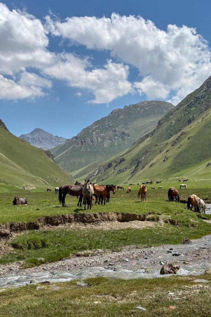 Wildpferde an einem Fluss in einer hohen Berglandschaft