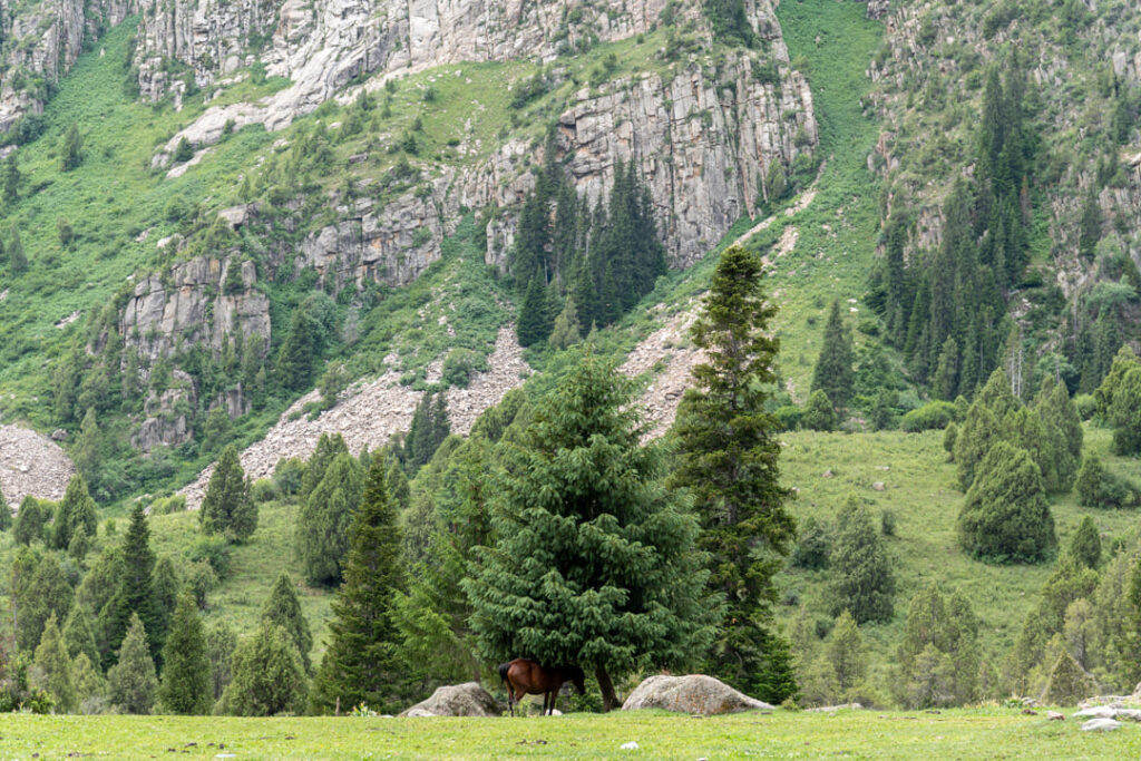 Ein Pferd inmitten einer grünen Berglandschaft 