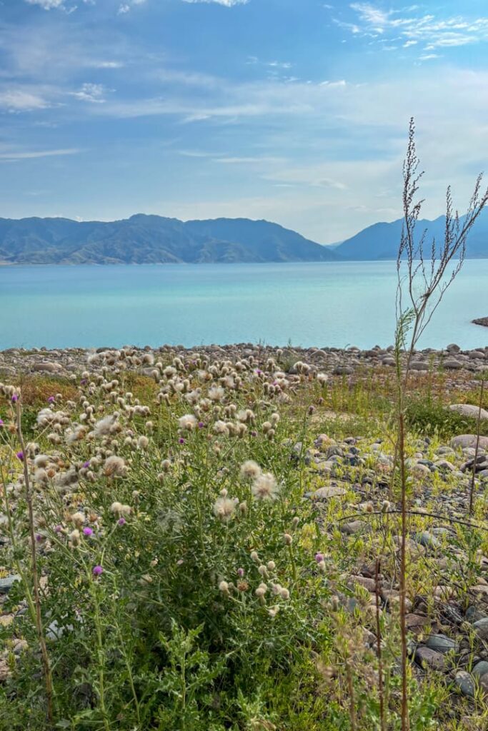 Blumen vor einem blauen Gewässer 