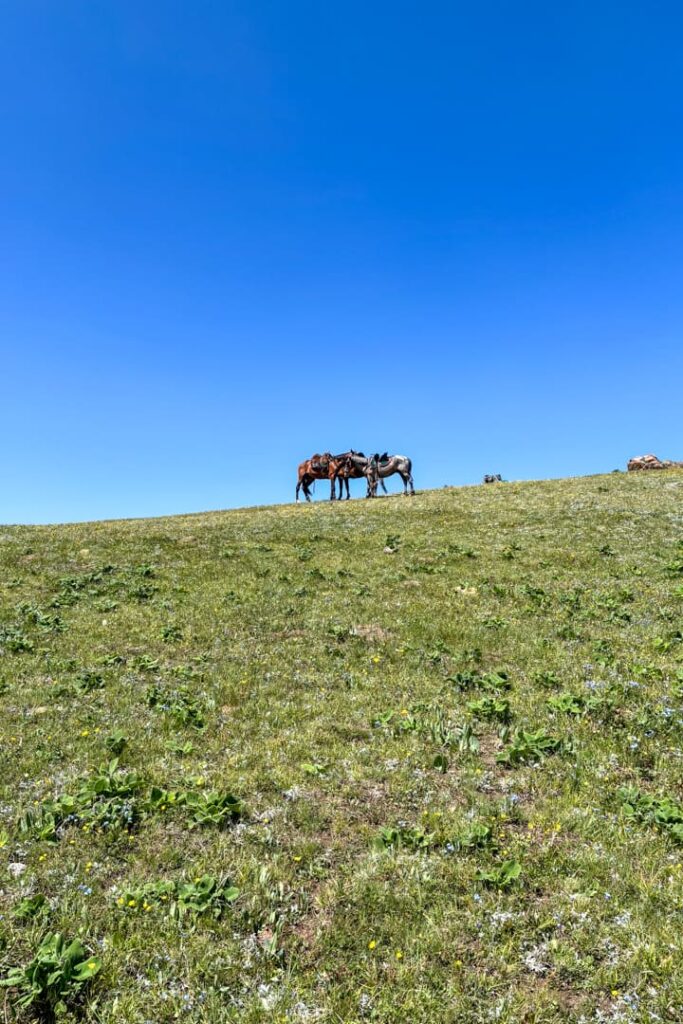 Zwei Pferde auf einem grünen Hügel unter blauem Himmel
