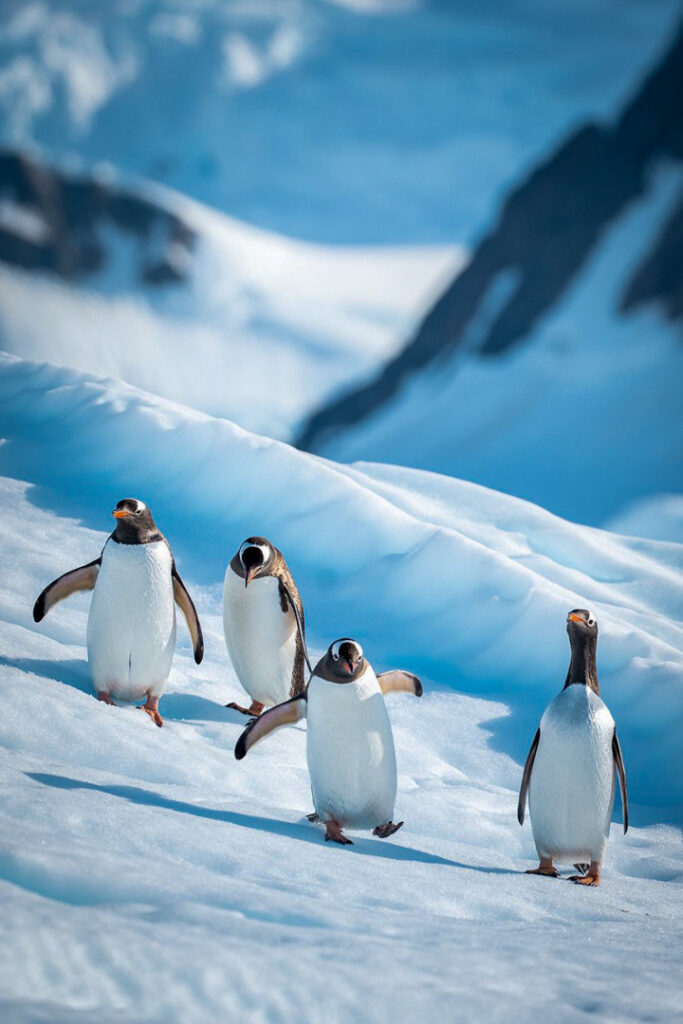 Pinguine in der Antarktis